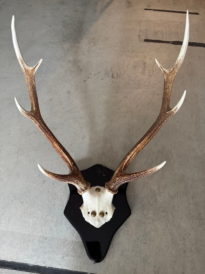 鹿の角立派な北海道蝦夷鹿の角の標本