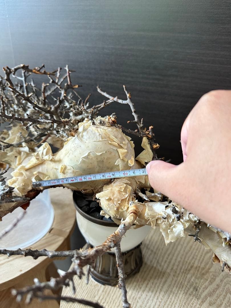 y*u様 コミフォラ ピュア カタフ 秘蔵のスペシャル株