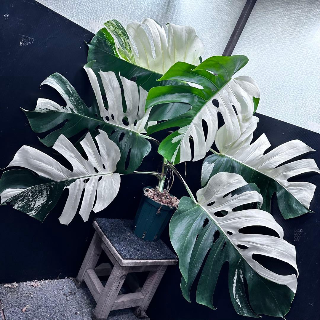 モンステラ斑入りハーフムーンホワイトタイガー極美斑入り　　 73cm