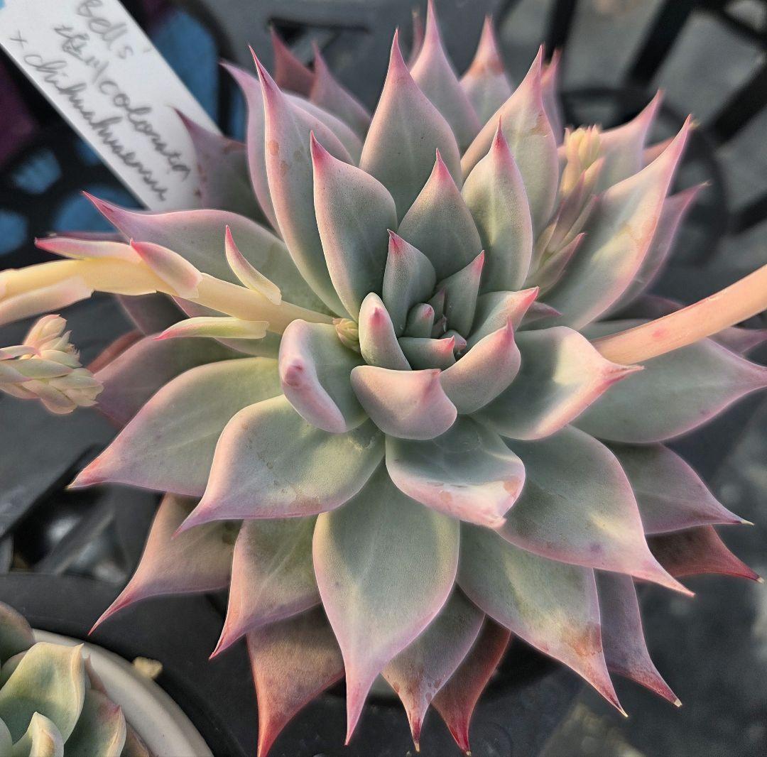 多肉植物…エケベリア♬サボテン相談室☆bell's堀川コロラータ×チワワエンシス