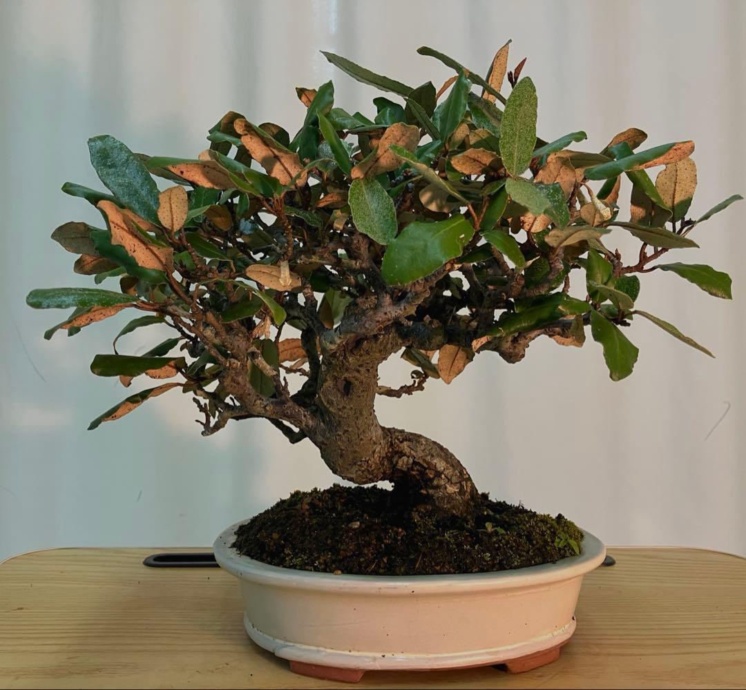 寒グミ　コケ順いいです