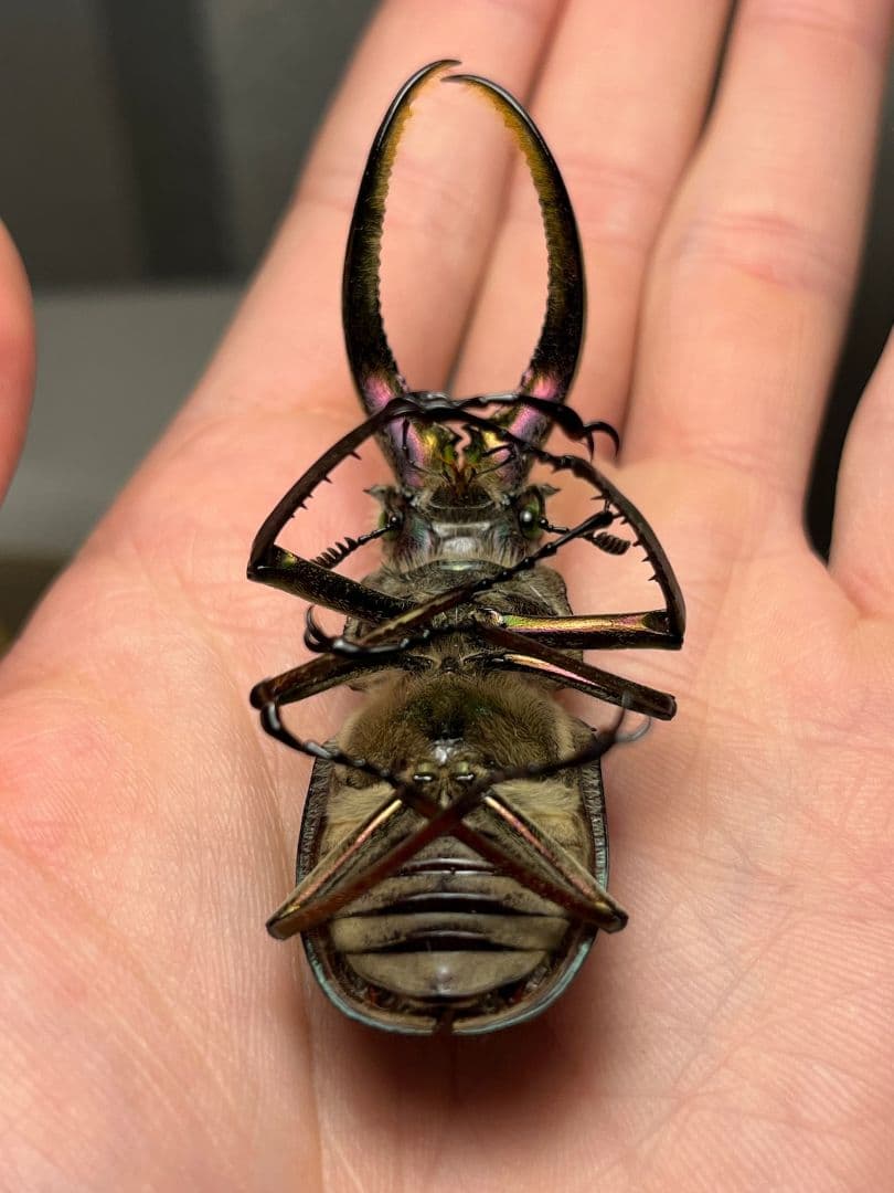 【顎裏PURPLE】ギガンテウスシワバネクワガタ 昆虫標本 ニジイロクワガタ