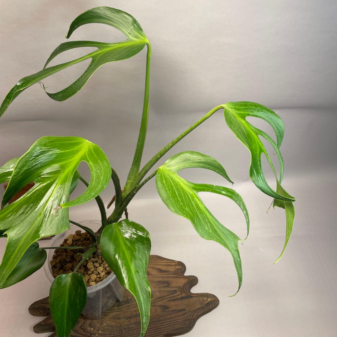 モンステラ バールマルクスフレーム lsw508