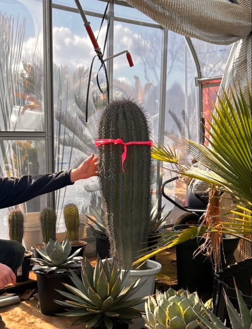 【引き取り限定】特大　弁慶柱　鉢底から120 このサイズはレア　発送の場合着払い