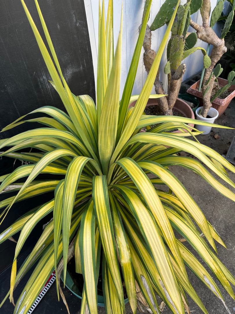 ユッカ　プレミアムゴールド　芋2つき鉢植え　 緑と黄色のストライプ 約90cm