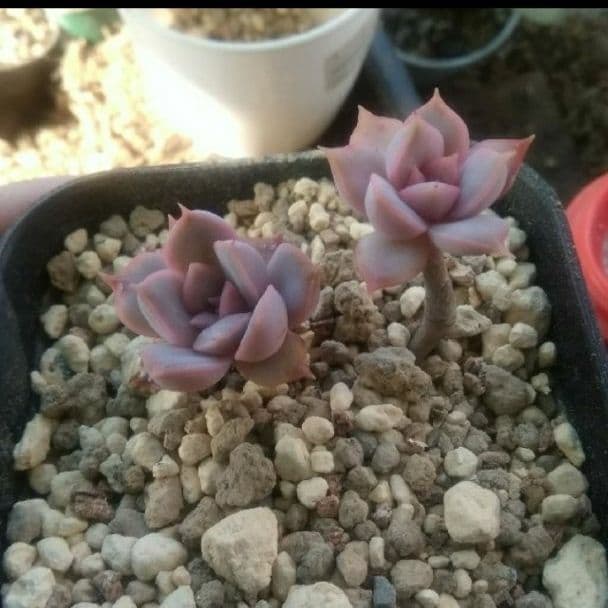 売却済み3/13撮影)モーニング(抜き苗)多肉植物