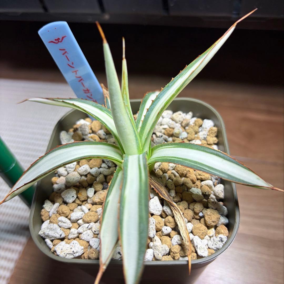 アガベ　激レア　バーントバーガンディ　白中斑