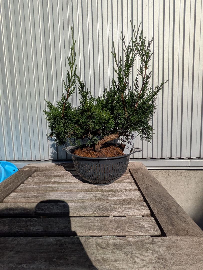 盆栽素材　真柏2 成長中♥