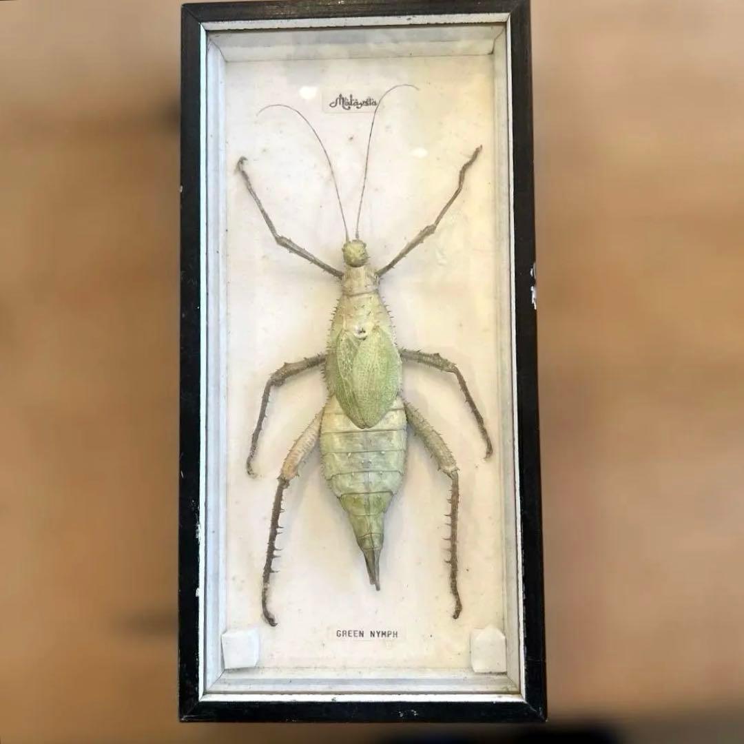 ヴィンテージマレーシアマレーオオナナフシ　標本　昆虫