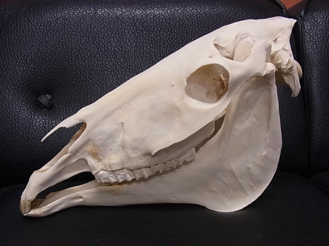 高品質！特大サイズ　イングリッシュ・サラブレッド　頭骨