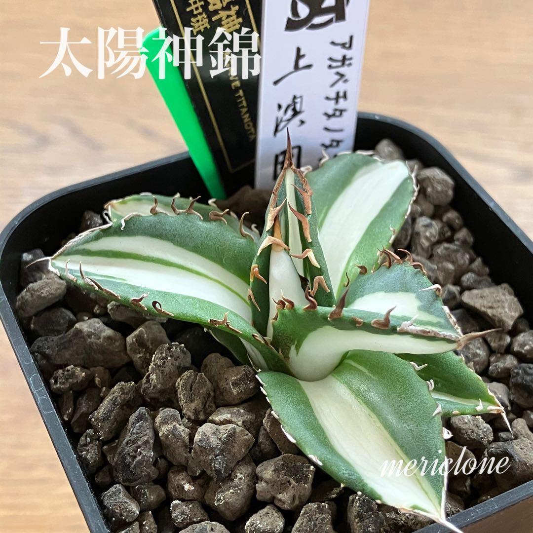 【クリスマスセール】♯13 活着間近　大きめ　アガベ　太陽神錦　白中斑　TC