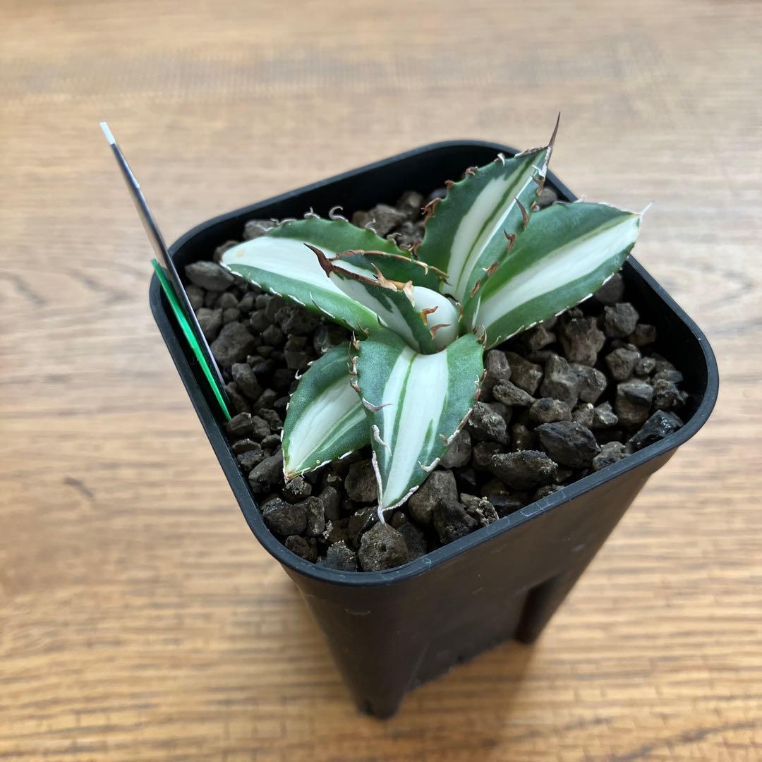 【クリスマスセール】♯13 活着間近　大きめ　アガベ　太陽神錦　白中斑　TC