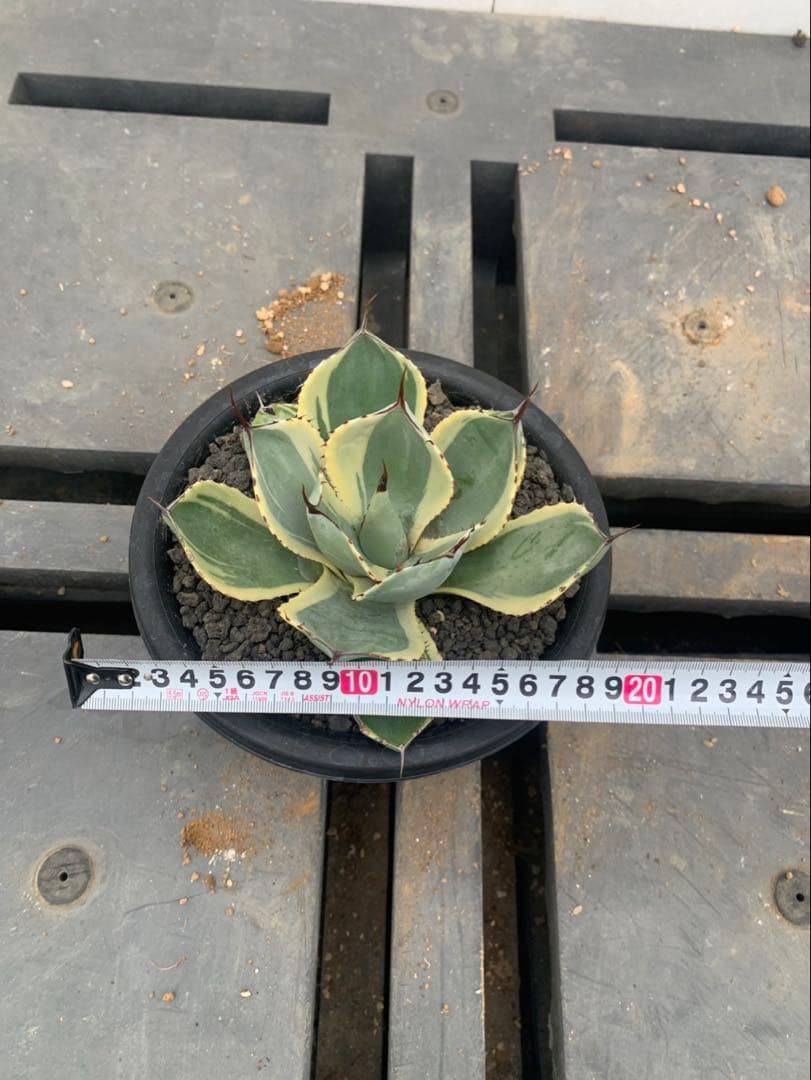 アガベ　オリザバ