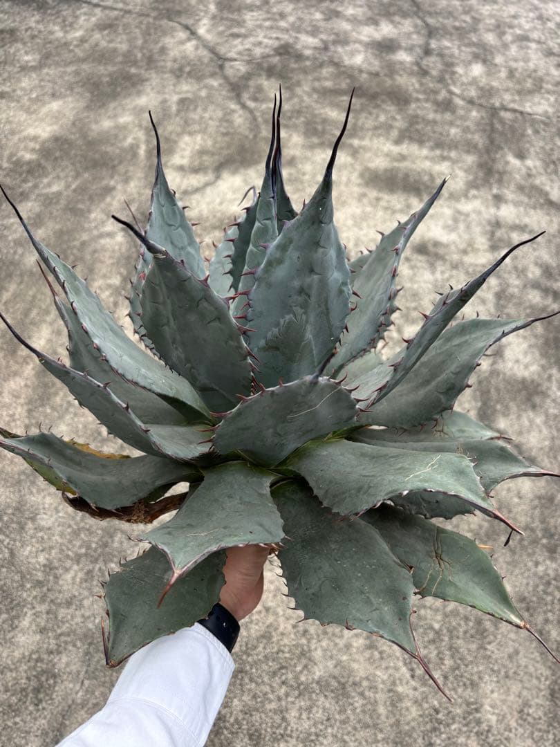 アガベ　パリーハイブリッド　検索　吉祥天　リップルエフェクト　オリザバ