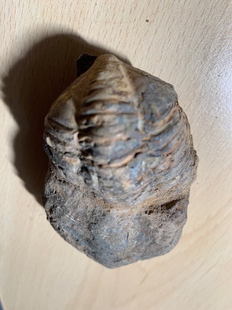 【希少】三葉虫の化石　大型（約8.5cm）