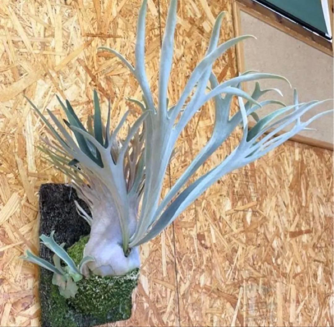 ビカクシダ　ビーチー　ベイチーワイルド　オーストラリアOC