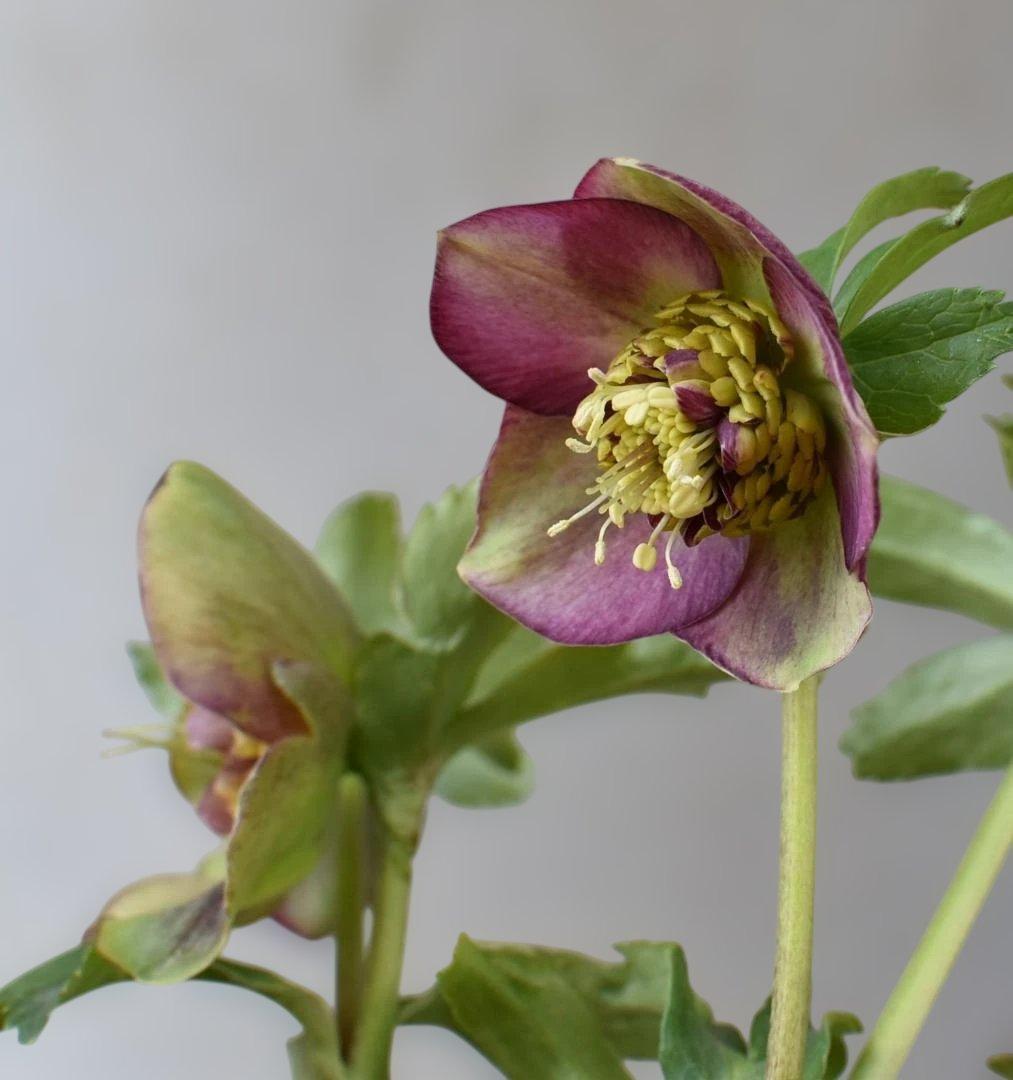 認定　加藤農園　グロッシー＆フレグランス　クリスマスローズ　開花株