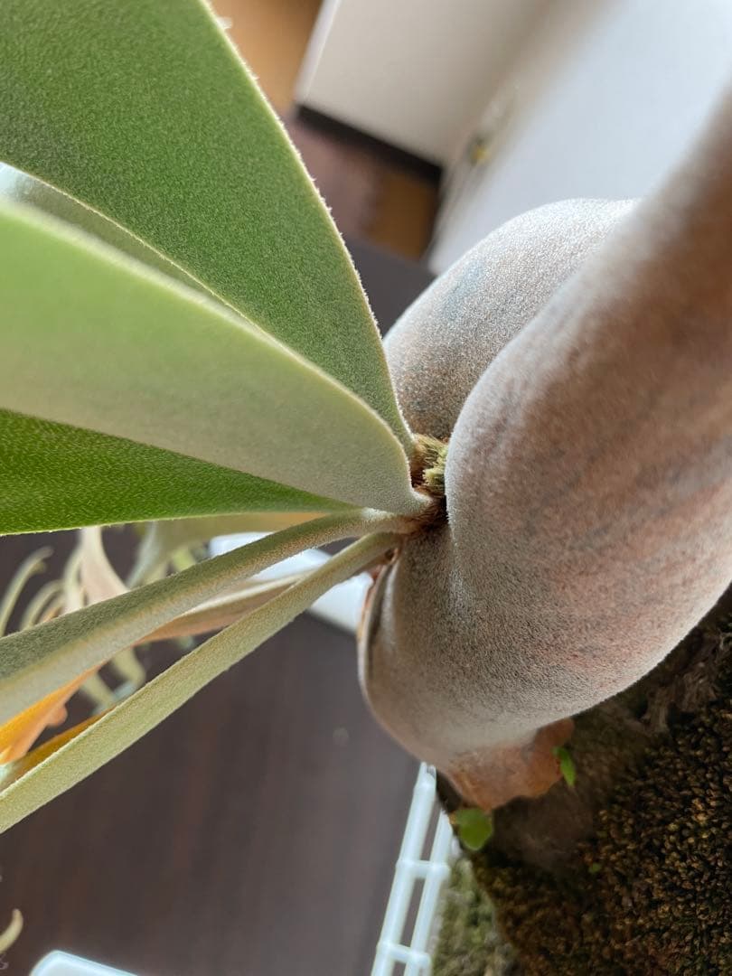 ビカクシダ P.willinckii Jade Girl ジェイドガール　親株