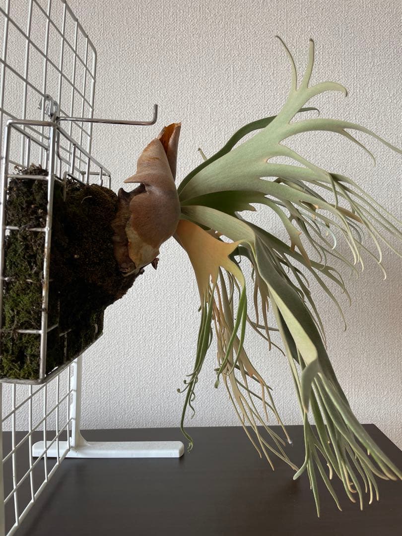 ビカクシダ P.willinckii Jade Girl ジェイドガール　親株