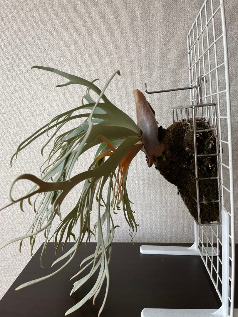 ビカクシダ P.willinckii Jade Girl ジェイドガール　親株