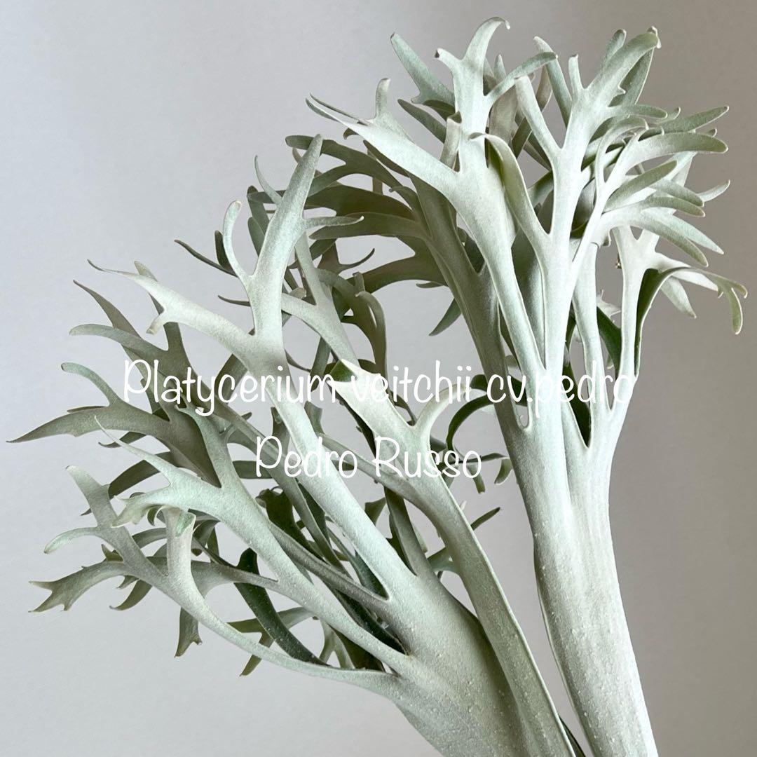 OC株 veitchii cv.pedro Tatsuta ペドロ28ビカクシダ