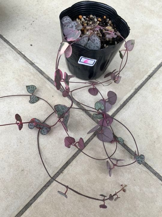 ハートカズラ　6.7.8