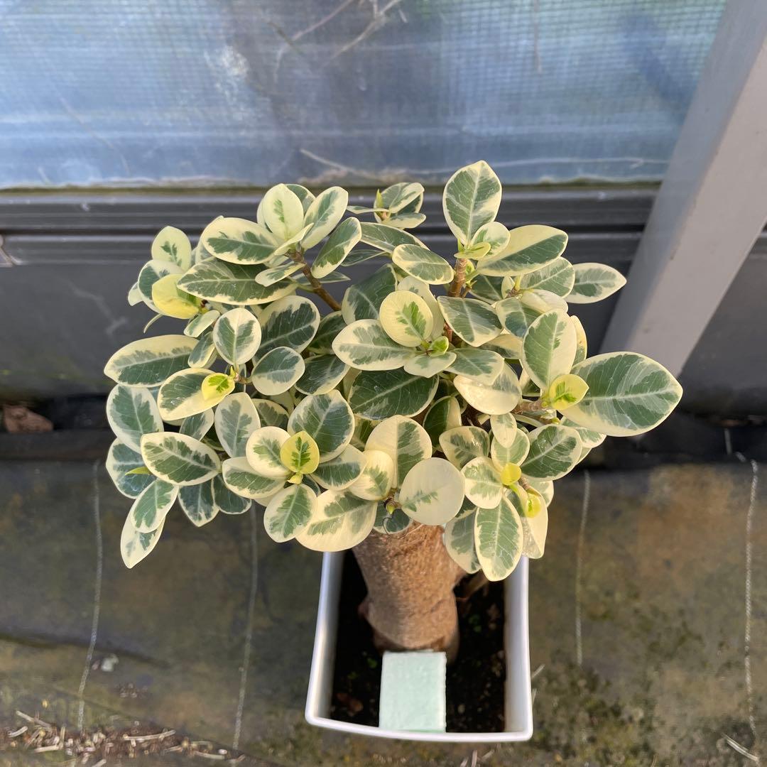 パンダガジュマル　斑入り　６号サイズ