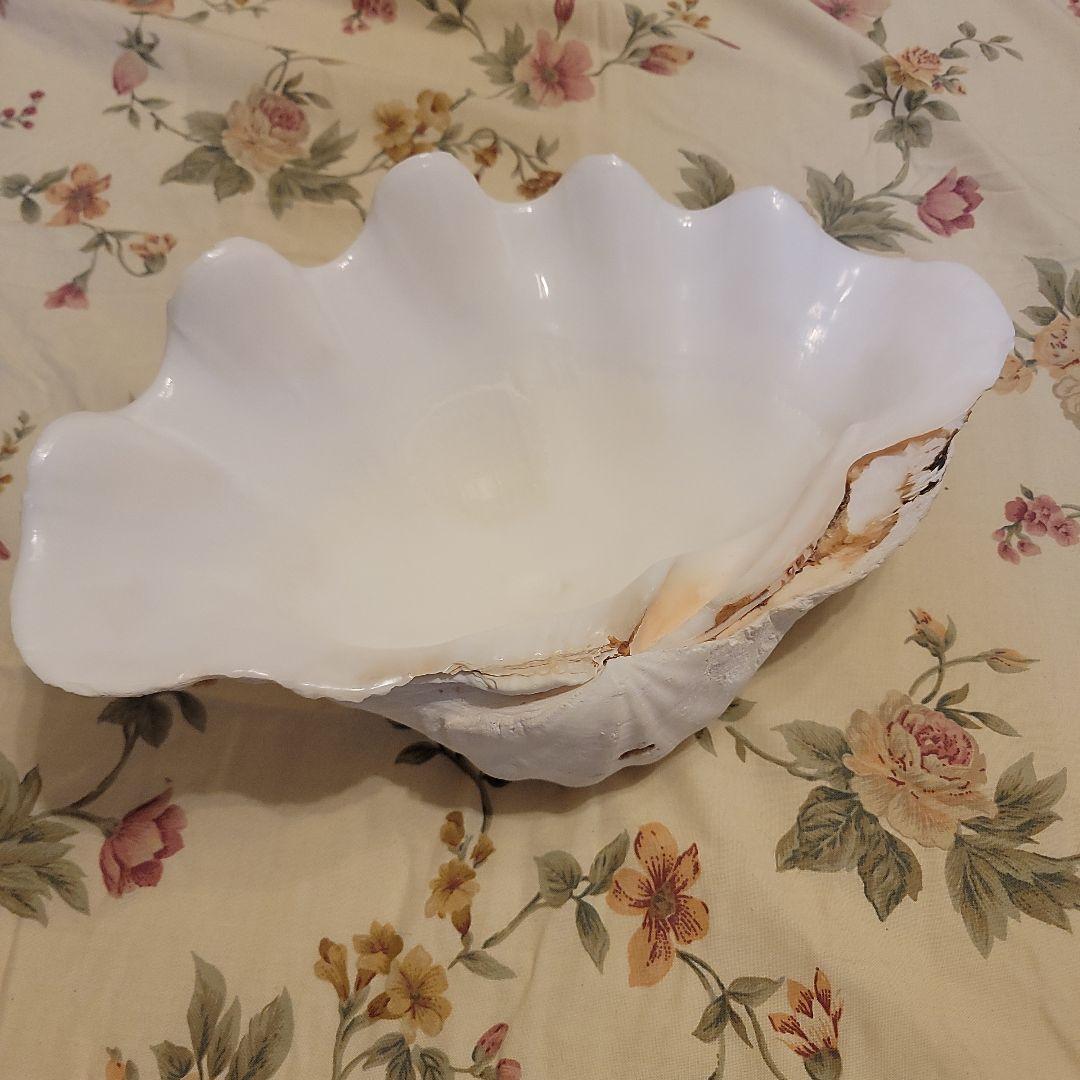 特大貝殻　36.5cm　片側シングル　貴重　シャコ貝　トレイ　ディスプレー　置物