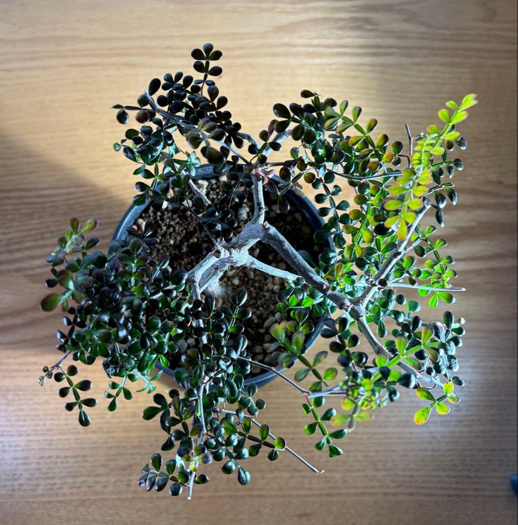 オペルクリカリアパキプス　【実生3年目】管理No.3