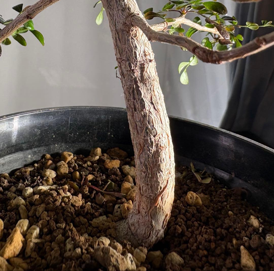 オペルクリカリアパキプス　【実生3年目】管理No.3