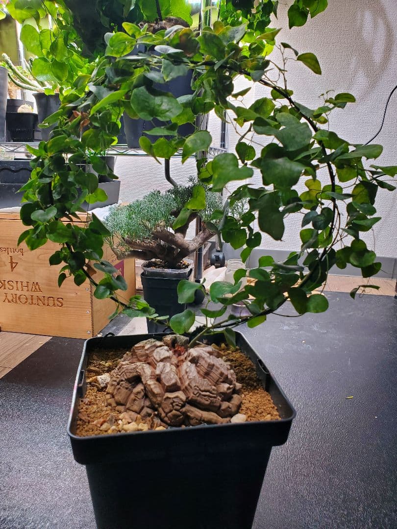 アフリカ亀甲竜 直径10.5cm 鉢ごと