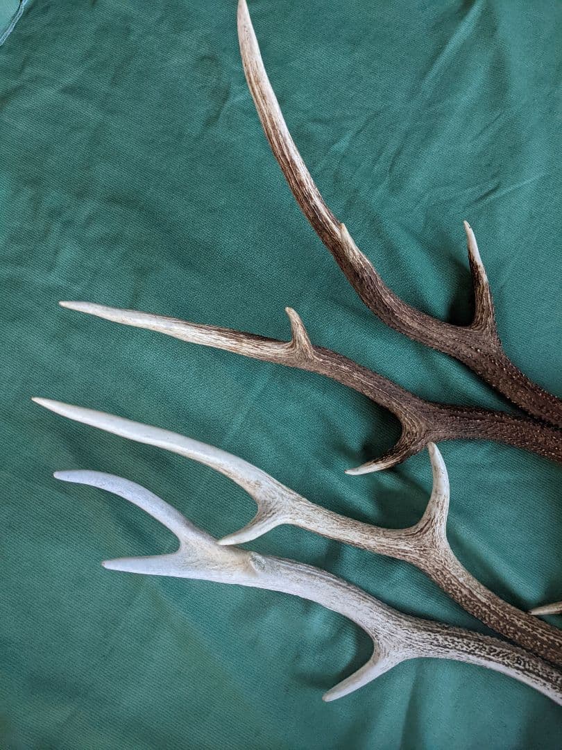 蝦夷鹿の角 置物 4本セット