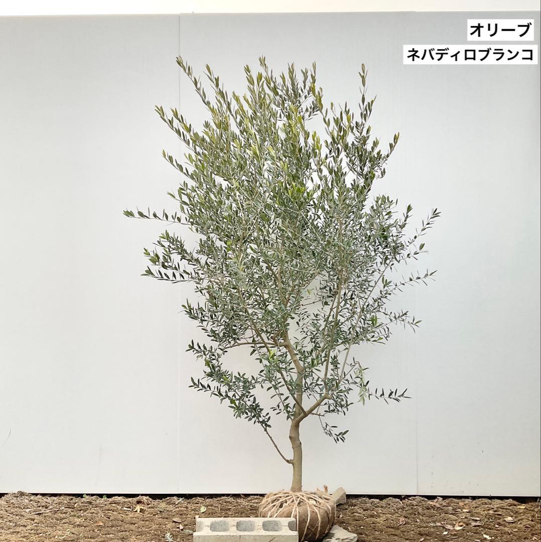 オリーブの木　ネバディロブランコ/ 991