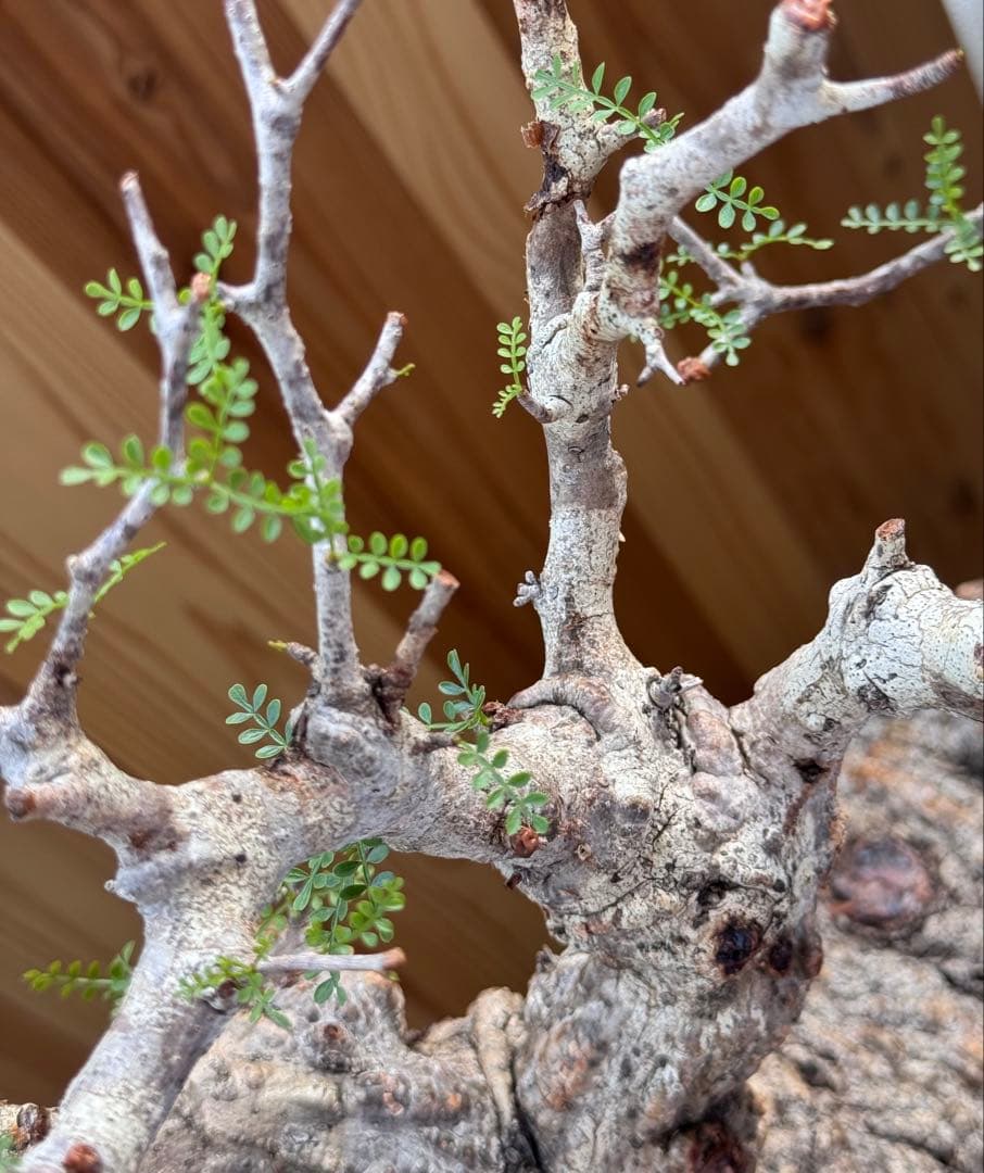 bon　【ベアルート芽吹きあり未発根】オペルクリカリアパキプス