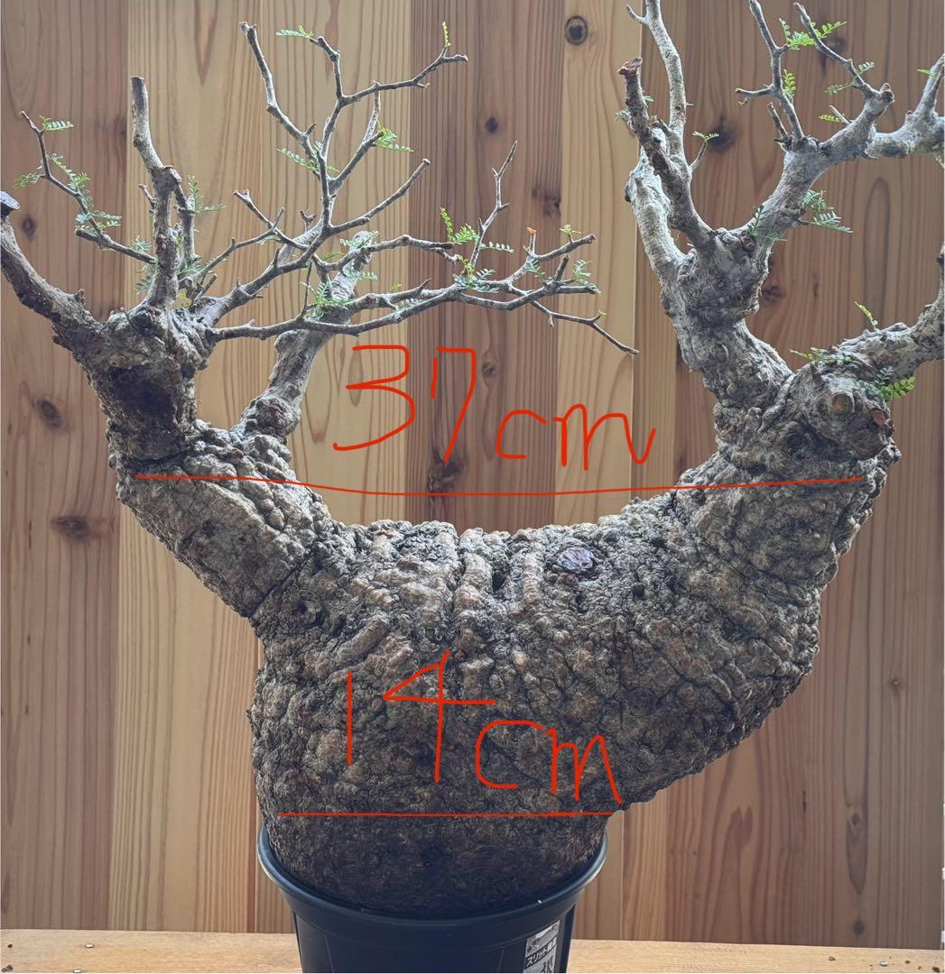 bon　【ベアルート芽吹きあり未発根】オペルクリカリアパキプス