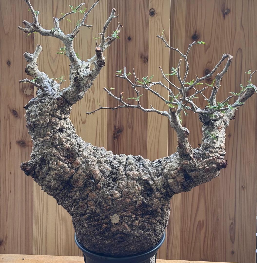 bon　【ベアルート芽吹きあり未発根】オペルクリカリアパキプス