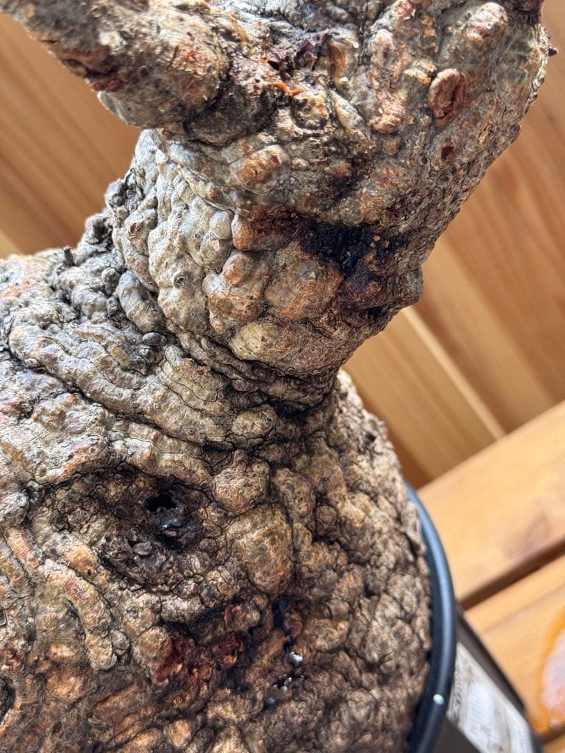 bon　【ベアルート芽吹きあり未発根】オペルクリカリアパキプス