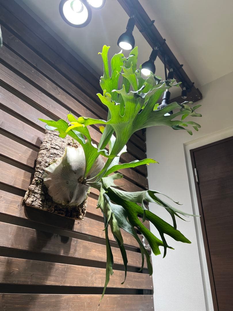 P.Hillii .Dragon OC③ | ヒリー　ドラゴン　板付