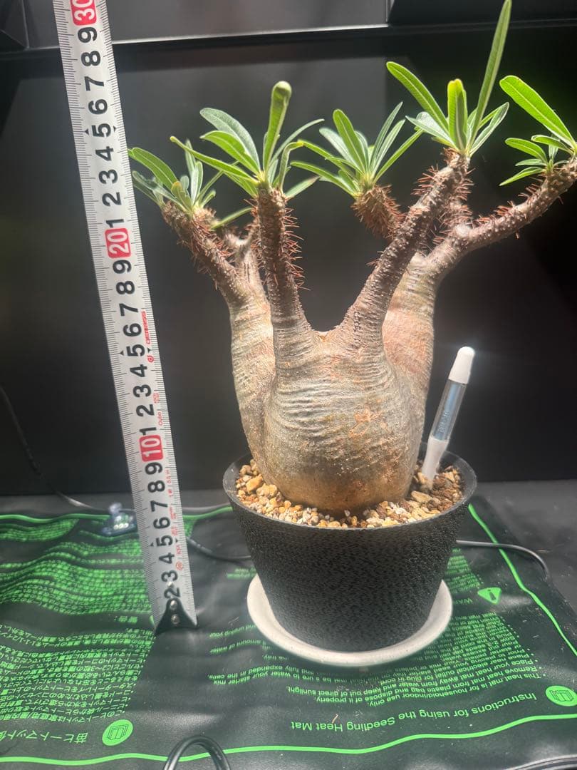 h*o様 パキポディウム グラキリス(現地球)