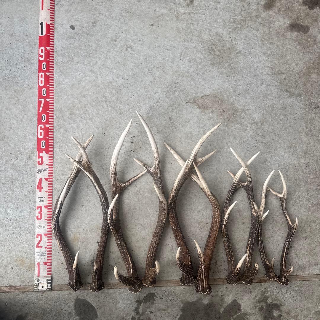 ④鹿の角セット ニホンジカ 10本セット