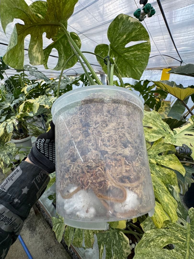 L5 モンステラ　レガシー　送料込み