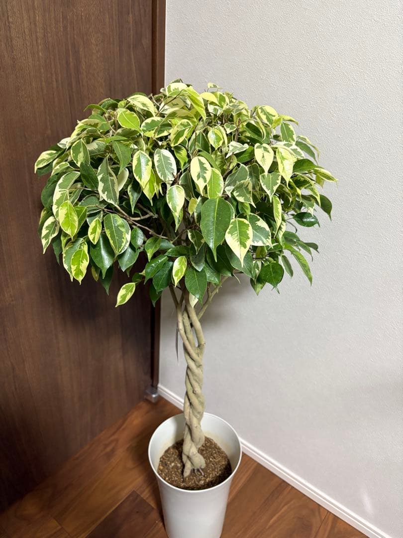 フィカス　ベンジャミン　ゴールデンプリンセス