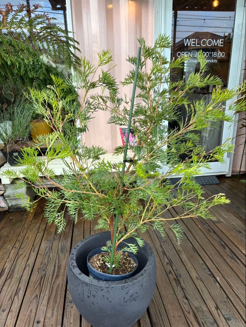 グレビレア　ロビンゴードン