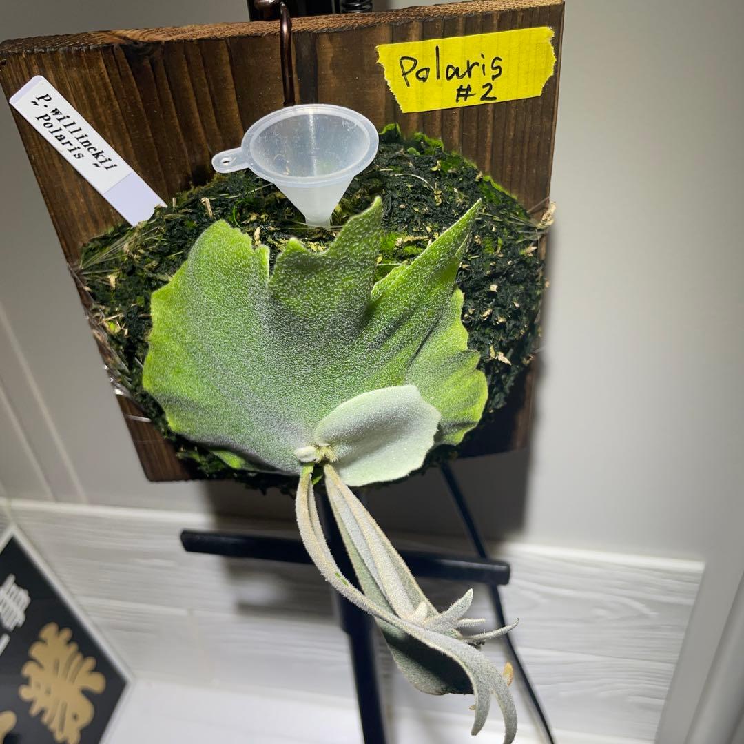 ビカクシダ P.willinckii Polaris ポラリス　子株　#2