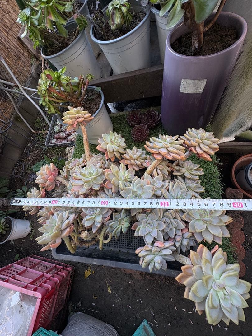 多肉植物　淡雪3株