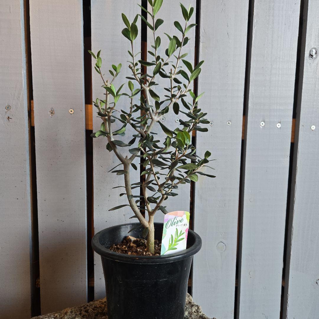 Sun　②オリーブの木　⑥アレカヤシ　①ホプシー　3苗セット