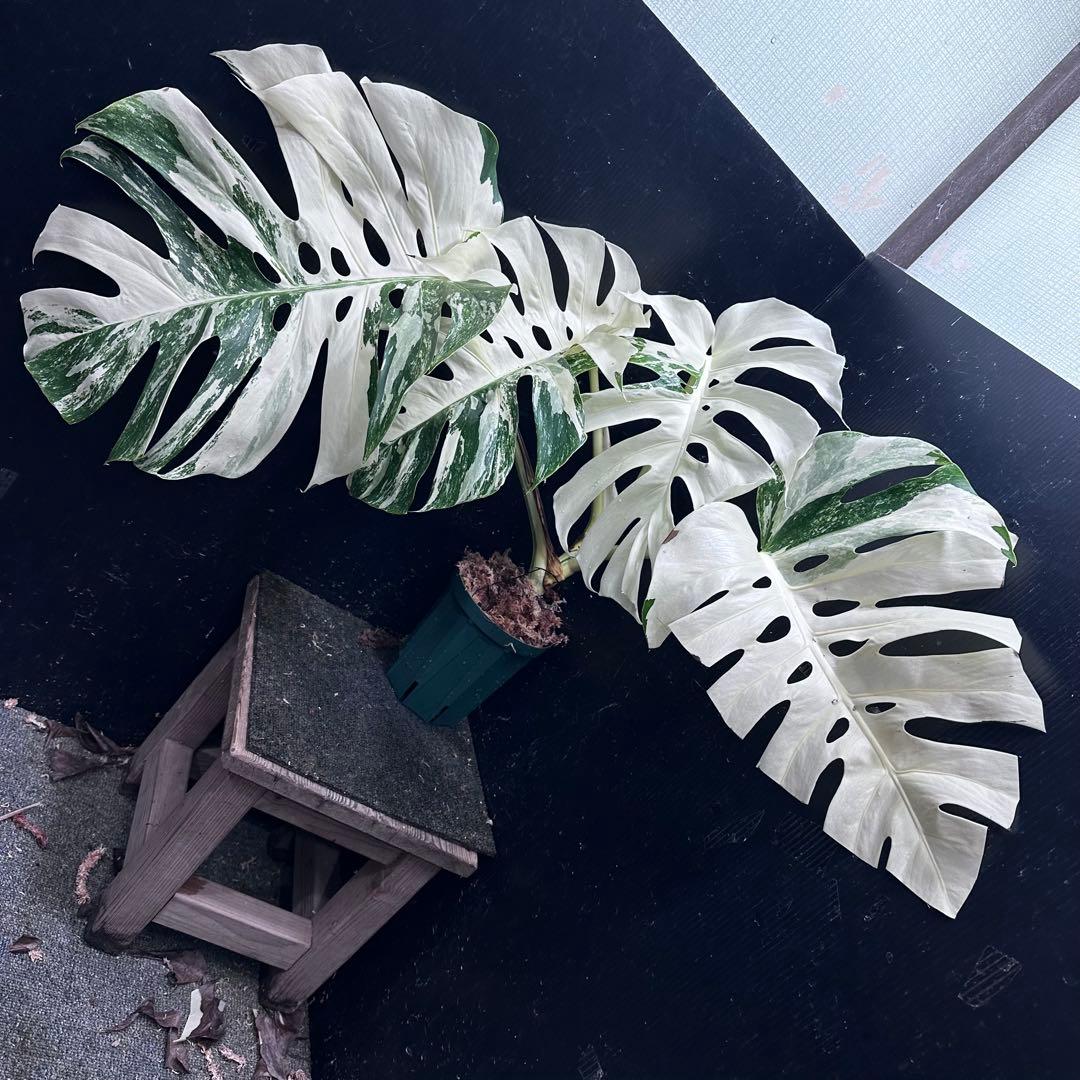斑入りモンステラ ホワイトタイガー極美大株53cm白斑多