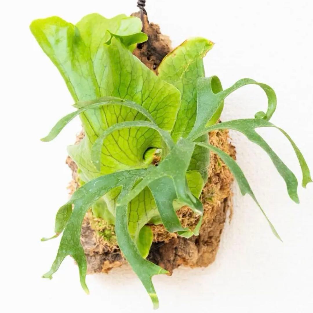 【メルカリ便】ビカクシダ　コロナリウム(フィリピネス) コルク付け3