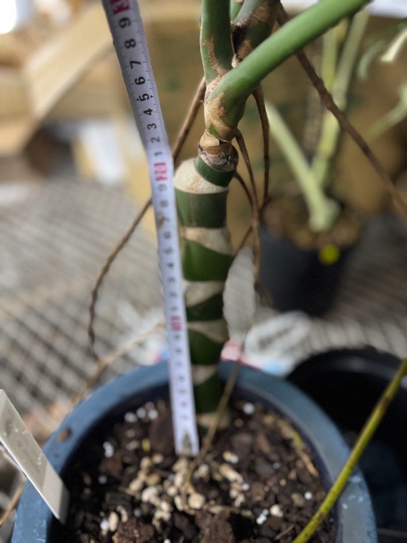 巨大サイズ　モンステラ・デリシオーサ　幹上がり株　存在感抜群！