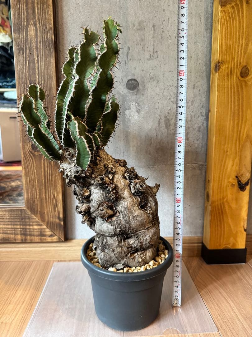 ユーフォルビアムランジーナ　現地球　発根済み